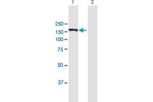 Western Blot analysis of MAPKBP1 expression in transfected 293T cell line by MAPKBP1 MaxPab polyclonal antibody. (MAPKBP1 antibody  (AA 1-1015))