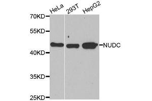 Western blot analysis of extracts of various cell lines, using NUDC antibody. (NUDC antibody  (AA 1-331))