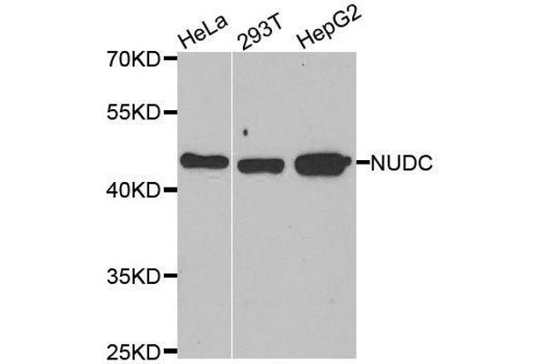 NUDC antibody  (AA 1-331)