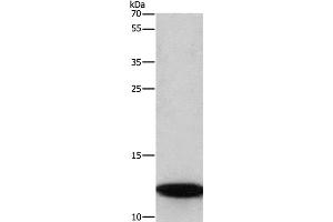Western Blot analysis of A172 cell using BRK1 Polyclonal Antibody at dilution of 1:350 (BRK1 antibody)