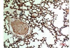 Immunohistochemistry (IHC) analysis of paraffin-embedded Mouse Lung, antibody was diluted at 1:100. (L-Selectin antibody  (Internal Region))