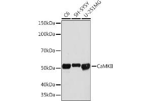Western blot analysis of extracts of various cell lines, using CaMKII Rabbit mAb (ABIN3015112, ABIN3015113, ABIN1679768 and ABIN1679769) at 1:1000 dilution. (CAMK2B antibody)