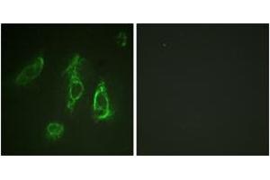 Immunofluorescence (IF) image for anti-Erythropoietin Receptor (EPOR) (AA 341-390) antibody (ABIN2888831) (EPOR antibody  (AA 341-390))