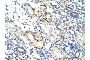 NOC4L antibody was used for immunohistochemistry at a concentration of 4-8 ug/ml to stain Epithelial cells of renal tubule (arrows) in Human Kidney. (NOC4L antibody)