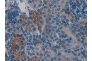 DAB staining on IHC-P; Samples: Mouse Kidney Tissue (Frataxin antibody  (AA 41-207))