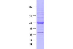 Validation with Western Blot (DDR2 Protein (DYKDDDDK Tag))