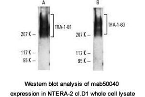 Image no. 1 for anti-TRA-1-60(R) antibody (ABIN1721784) (TRA-1-60(R) antibody)