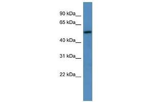 TM9SF1 antibody used at 0. (TM9SF1 antibody  (C-Term))