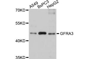 Western blot analysis of extracts of various cell lines, using GFRA3 antibody. (GFRA3 antibody)