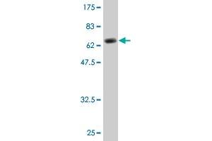 Western Blot detection against Immunogen (66. (SH3GL1 antibody  (AA 1-368))