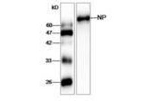 Image no. 1 for anti-Influenza Nucleoprotein antibody (Influenza A Virus) (ABIN791607) (Influenza Nucleoprotein antibody (Influenza A Virus))