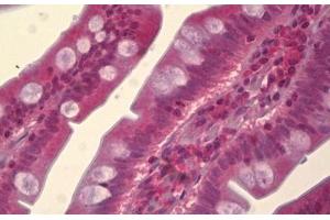 Anti-MAPK8 / JNK1 antibody IHC staining of human small intestine. (JNK antibody)