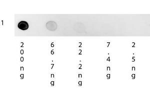 Dot Blot of Mouse Anti-Human IgG Rhodamine Conjugated Secondary Antibody. (Mouse anti-Human IgG (Heavy & Light Chain) Antibody (TRITC) - Preadsorbed)