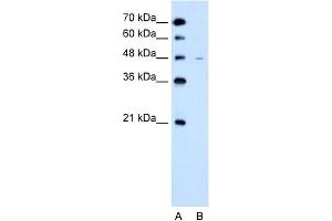 SLC43A3 antibody  (N-Term)