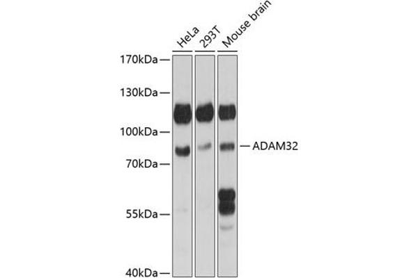 ADAM32 antibody  (AA 703-787)