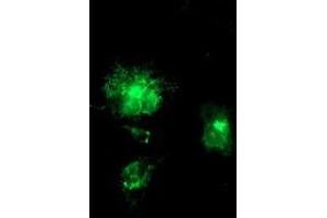 Immunofluorescence (IF) image for anti-Amyloid beta (A4) Precursor Protein (APP) antibody (ABIN1496881) (APP antibody)