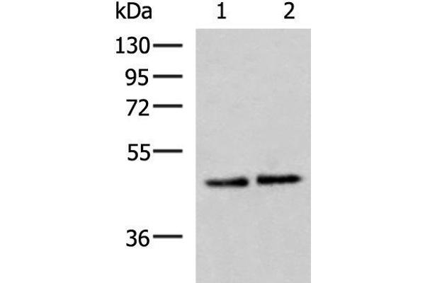 Actin-Like 6B antibody