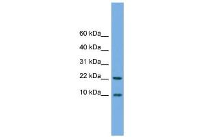 WB Suggested Anti-FCER1G Antibody Titration:  0. (FCER1G antibody  (N-Term))