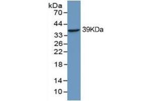 Western Blotting (WB) image for Annexin A1 (ANXA1) ELISA Kit (ABIN6574319)