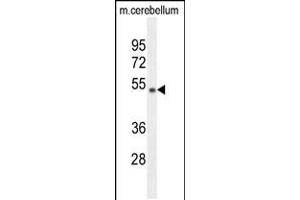 Western blot analysis in mouse cerebellum tissue lysates (35ug/lane). (WDR41 antibody  (C-Term))