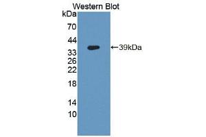 Western blot analysis of the recombinant protein. (GLS2 antibody  (AA 154-479))