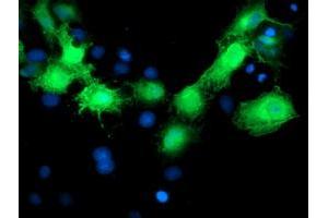 Immunofluorescence (IF) image for anti-Mevalonate Kinase (MVK) antibody (ABIN1499604) (MVK antibody)