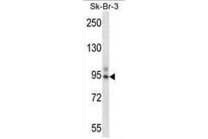 TBX3 Antibody (Center) western blot analysis in SK-BR-3 cell line lysates (35µg/lane). (TBX3 antibody  (Middle Region))