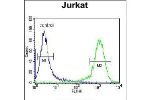 Flow cytometric analysis of Jurkat cells (right histogram) compared to a negative control cell (left histogram). (ADCY2 antibody  (AA 451-481))