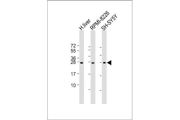 NT5M antibody  (AA 195-226)