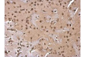 IHC Image SOD1 antibody detects SOD1 protein at cytosol on mouse fore brain by immunohistochemical analysis. (SOD1 antibody)