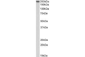 Western Blotting (WB) image for anti-Myosin 9 (MYH9) antibody (ABIN5903626) (Myosin 9 antibody)