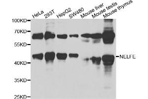 Western blot analysis of extracts of various cell lines, using NELFE antibody (ABIN6289947) at 1:1000 dilution. (RDBP antibody)