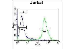 Flow cytometric analysis of Jurkat cells (right histogram) compared to a negative control cell (left histogram). (MOGAT3 antibody  (C-Term))