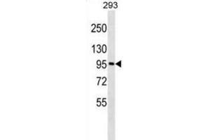 Western Blotting (WB) image for anti-Golgin A6 Family, Member A (GOLGA6A) antibody (ABIN3000201) (GOLGA6A antibody)