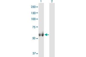 Western Blot analysis of ALDH4A1 expression in transfected 293T cell line by ALDH4A1 MaxPab polyclonal antibody. (ALDH4A1 antibody  (AA 1-563))