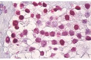 Anti-Histone H3 antibody IHC staining of human testis. (Histone 3 antibody  (AA 1-50))