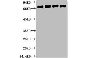 Western blot analysis of 1) HepG2, 2) 293T, 3) Mouse Brain Tissue, 4) Rat Brain Tissue, diluted at 1:5000. (Lamin B1 antibody)