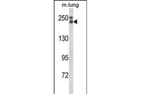 COL18A1 antibody  (N-Term)