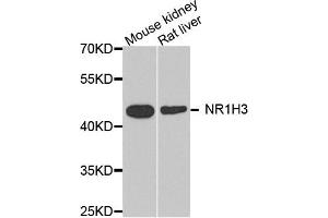 Western blot analysis of extract of mouse kidney and rat liver cells, using NR1H3 antibody. (NR1H3 antibody)