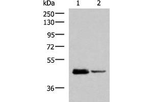 Western blot analysis of HL60 and Jurkat cell lysates using DDI2 Polyclonal Antibody at dilution of 1:800 (DDI2 antibody)