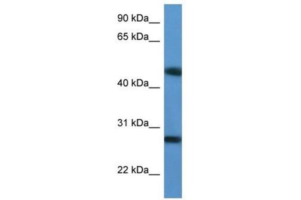 TM2D2 antibody  (Middle Region)