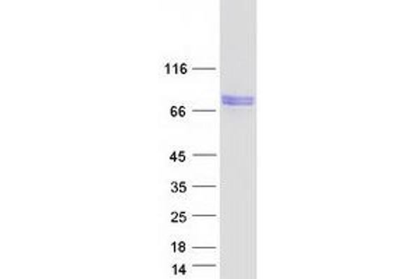 PDE12 Protein (Myc-DYKDDDDK Tag)