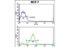 Flow cytometric analysis of MCF-7 cells (bottom histogram) compared to a negative control cell (top histogram). (CHMP4B antibody  (N-Term))