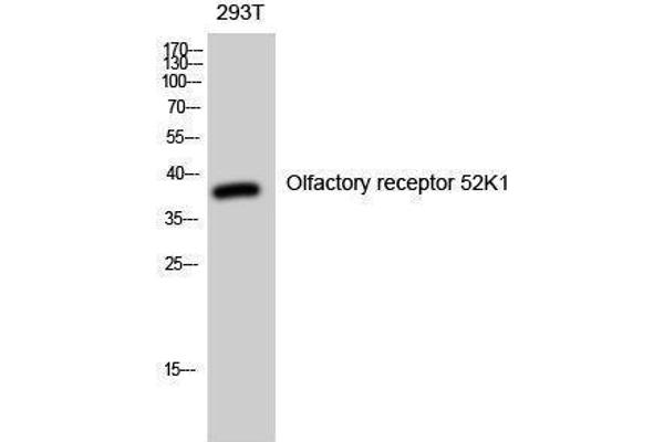 OR52K1 antibody  (Internal Region)