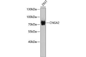 Western blot analysis of extracts of 293T cells, using CNG antibody (698). (CNGA2 antibody)