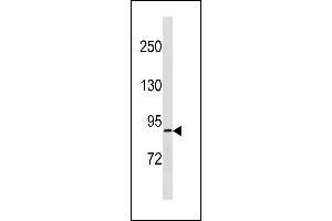 RPS6KA4 Antibody (Center) (ABIN1881766 and ABIN2843268) western blot analysis in  cell line lysates (35 μg/lane). (MSK2 antibody  (AA 481-508))