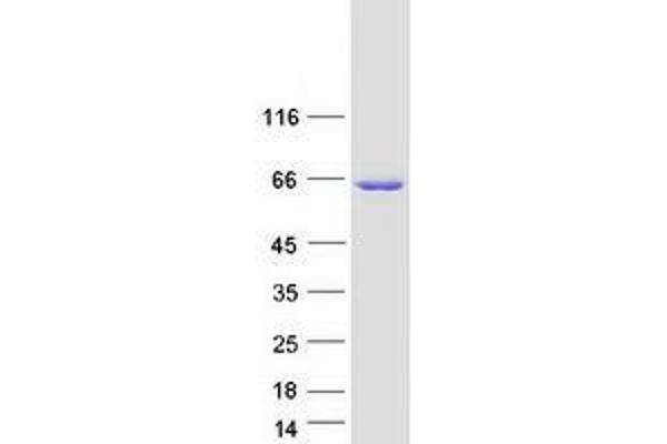 TMEM102 Protein (Myc-DYKDDDDK Tag)