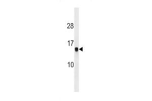 Western blot analysis in MCF-7 cell line lysates (35ug/lane). (HIST1H2AG antibody  (C-Term))