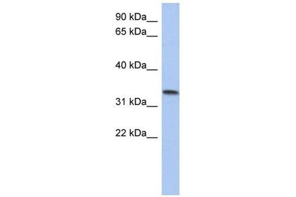 C10ORF96 antibody  (Middle Region)