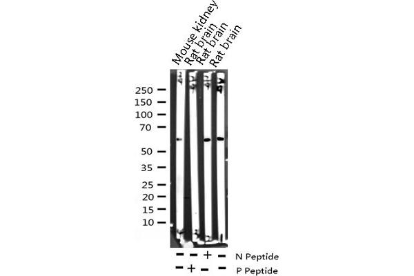 c-MYC antibody  (pThr58)